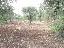 Terreno 2000 mq