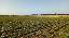 Terreno 38000 mq, zona Caselle
