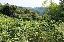 Terreno 40247 mq, zona Sovizzo