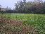 Terreno 1410 mq