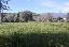 Terreno 15000 mq, zona Ascoli Piceno