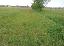 Terreno 29838 mq, zona Istrana