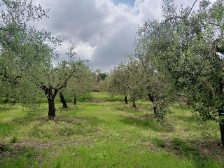zoom immagine (Terreno 1730 mq, zona Sanfatucchio)